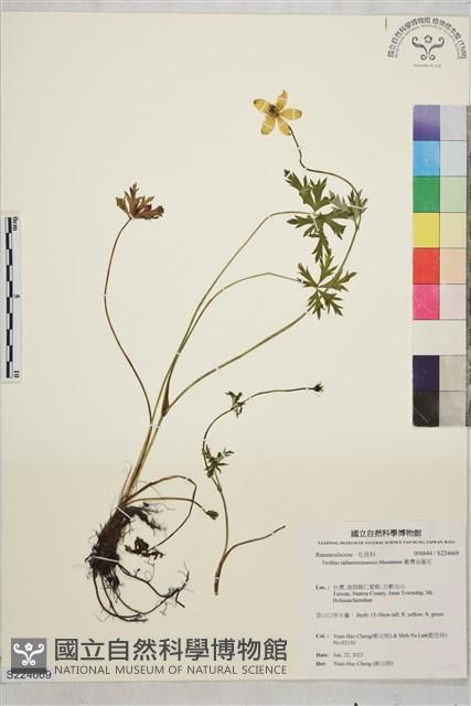 臺灣金蓮花藏品圖，第1張