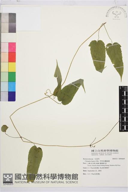 亨利氏鐵線蓮藏品圖，第1張