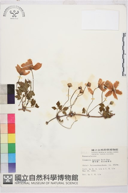 繡球藤藏品圖，第2張