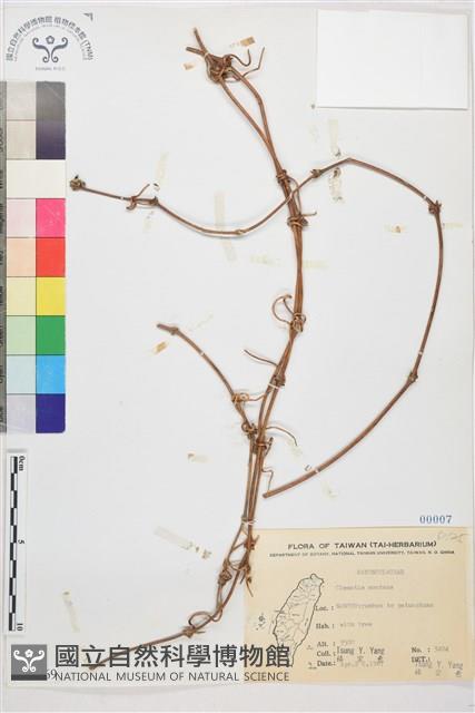 繡球藤藏品圖，第1張