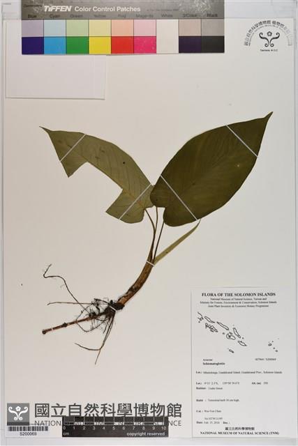 Accession Number:S200069 Collection Image