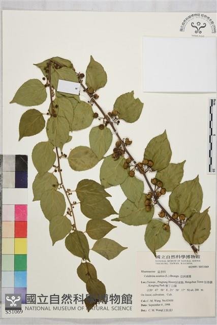 亞洲濱棗藏品圖，第2張