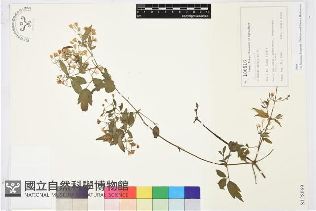 女萎藏品圖，第1張