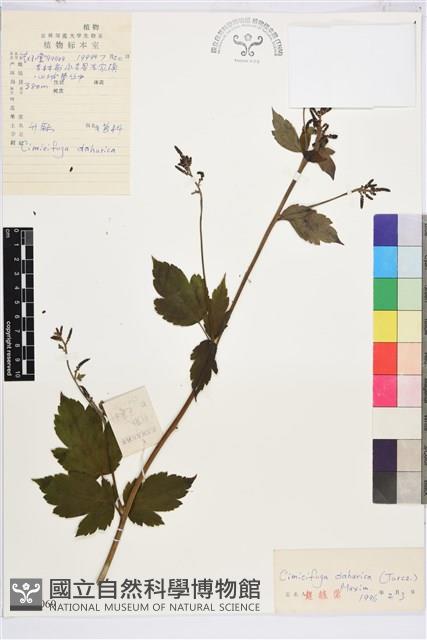 興安升麻藏品圖，第1張