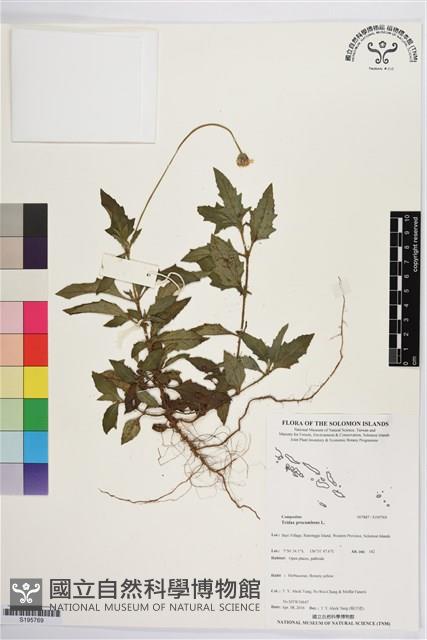 長柄菊藏品圖，第1張