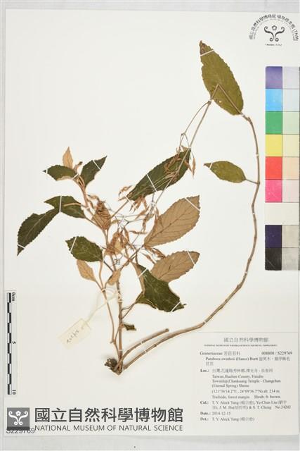 旋莢木、錐序蛛毛苣苔藏品圖，第1張