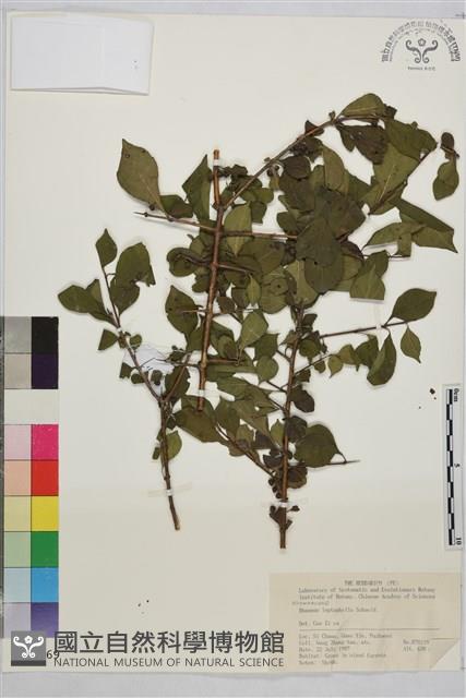 薄葉鼠李藏品圖，第1張