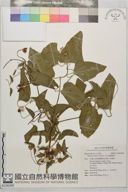 田代氏鐵線蓮藏品圖，第1張