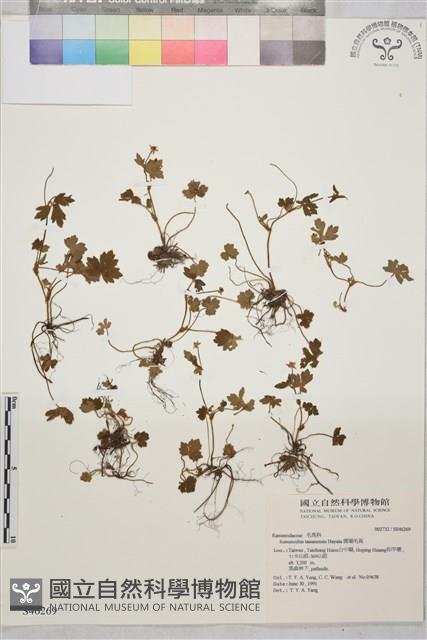 鹿場毛茛藏品圖，第1張