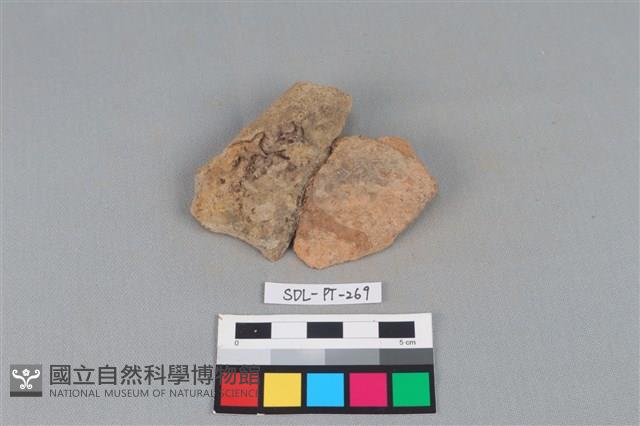 陶片藏品圖，第1張