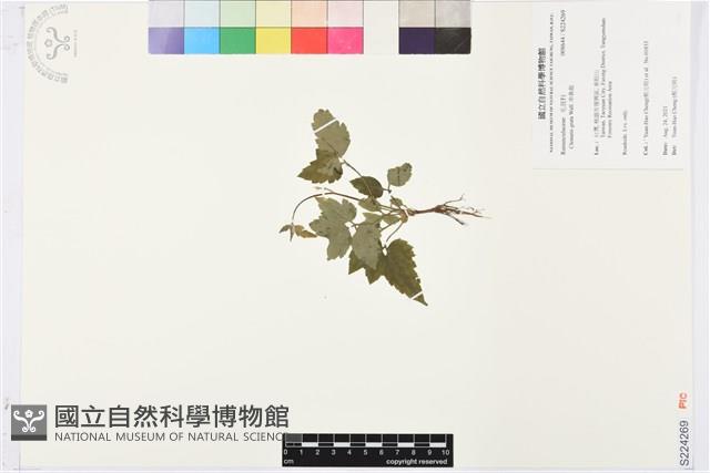 串鼻龍藏品圖，第1張