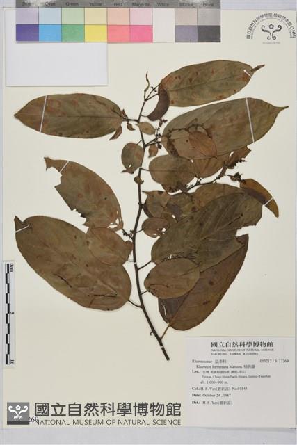 桶鉤藤藏品圖，第1張