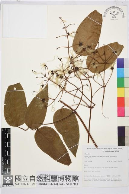 小木通藏品圖，第1張