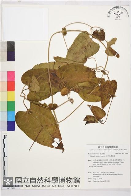 田代氏鐵線蓮藏品圖，第1張