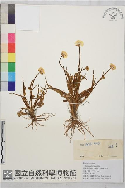 高原毛茛藏品圖，第1張