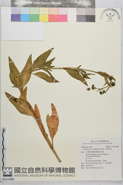 光葉水菊藏品圖，第1張