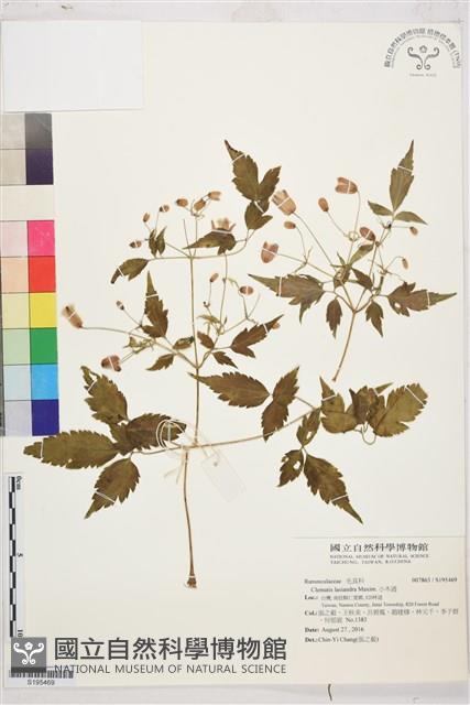 小木通藏品圖，第1張