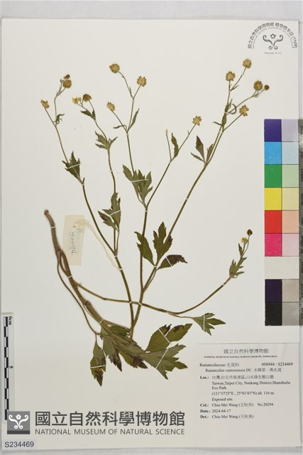 水辣菜、禺毛茛藏品圖，第1張