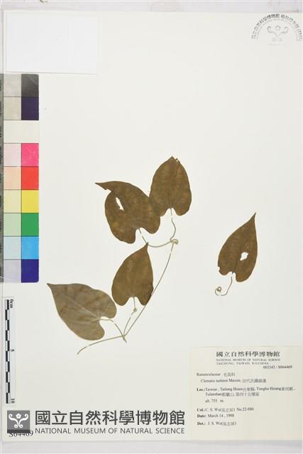 田代氏鐵線蓮藏品圖，第1張