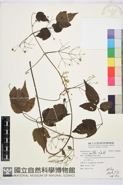 串鼻龍藏品圖，第1張