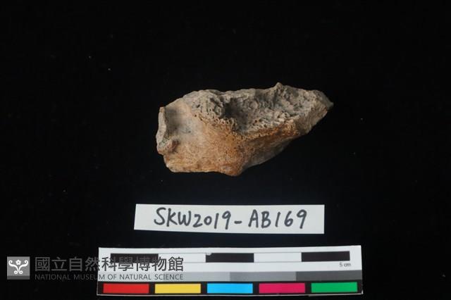 獸骨藏品圖，第1張