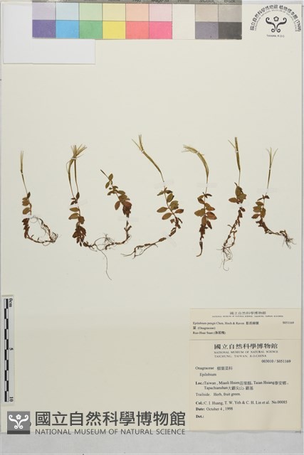 彭氏柳葉菜藏品圖，第1張