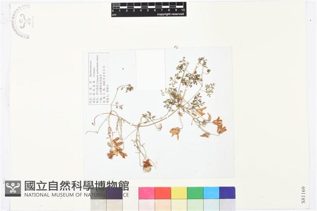 芹葉鐵線蓮藏品圖，第1張