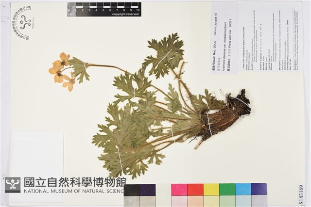 密毛銀蓮花藏品圖，第1張