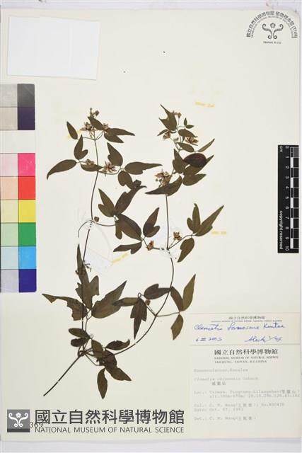 臺灣鐵線蓮藏品圖，第1張