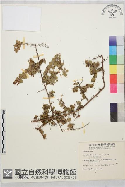 小葉黃鱔藤藏品圖，第2張