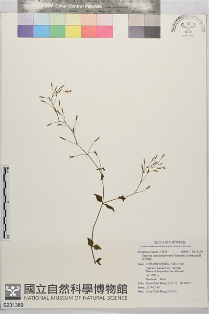臺南見風紅藏品圖，第1張
