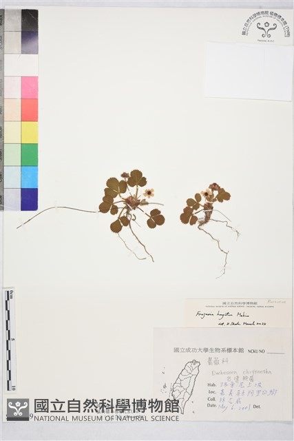 臺灣草莓藏品圖，第1張