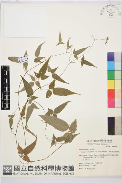 森氏鐵線蓮藏品圖，第2張