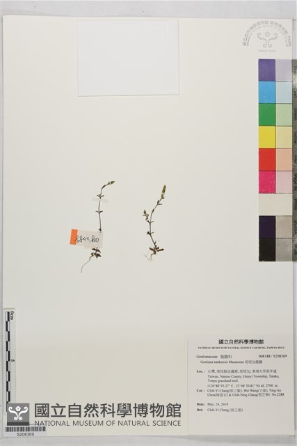 塔塔加龍膽藏品圖，第1張
