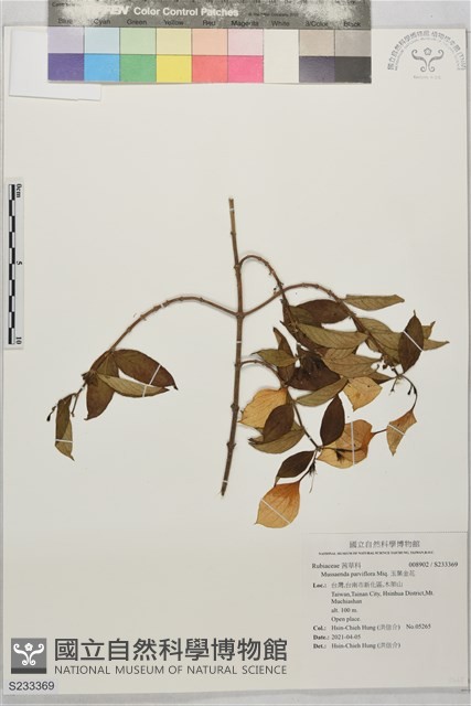 玉葉金花藏品圖，第1張