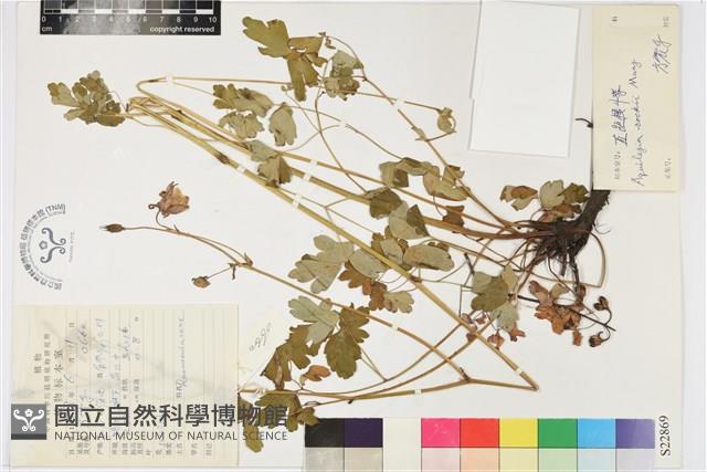 直距耬斗菜藏品圖，第1張