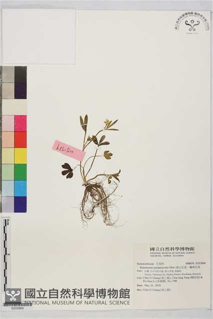 高山毛茛、檜林毛茛藏品圖，第1張
