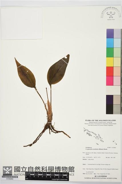 滿綠隱柱蘭、美唇隱柱蘭藏品圖，第1張