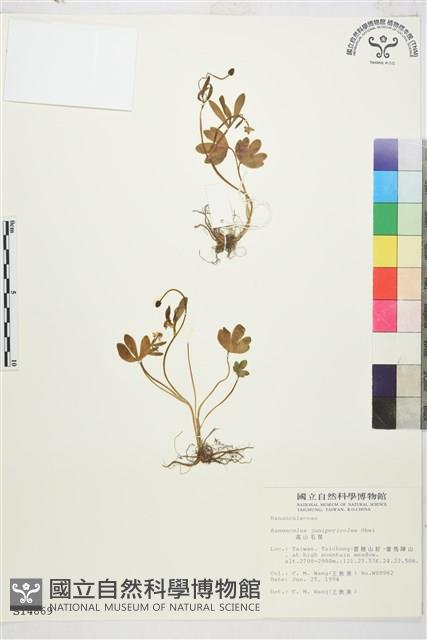 高山毛茛、檜林毛茛藏品圖，第1張