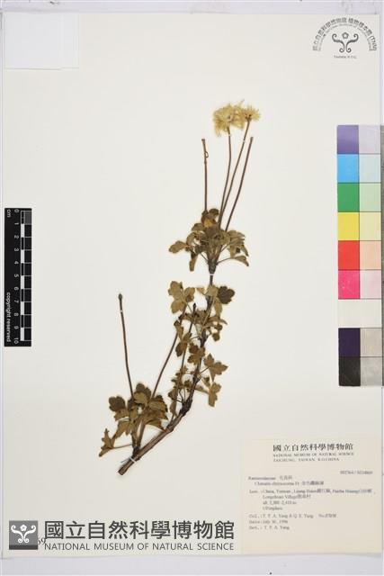 金毛鐵線蓮藏品圖，第1張