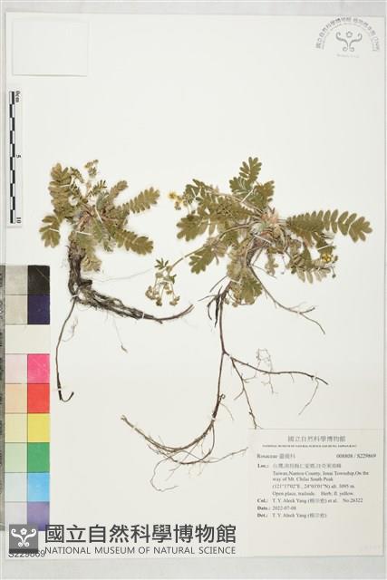 登錄號:S229869藏品圖，第1張