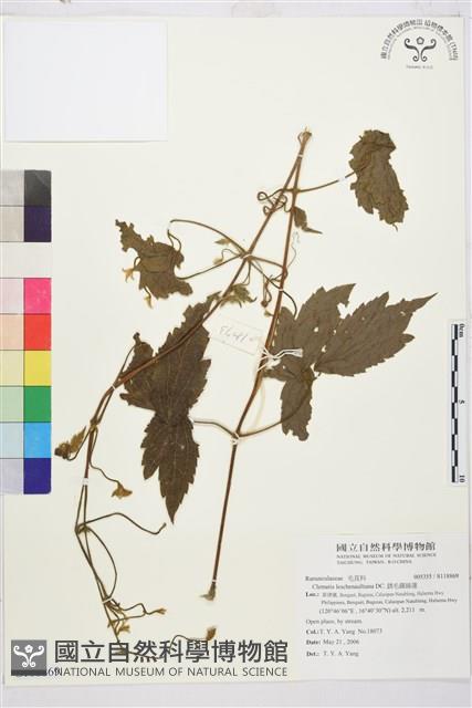 銹毛鐵線蓮藏品圖，第1張