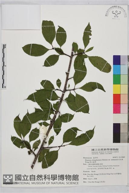 塔山鼠李藏品圖，第1張