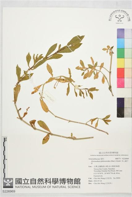 空心蓮子草藏品圖，第1張