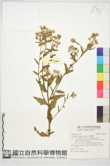 白頂飛蓬藏品圖，第1張