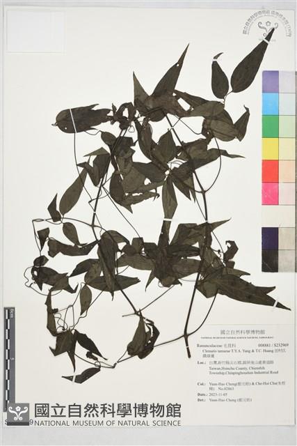 田村氏鐵線蓮藏品圖，第1張