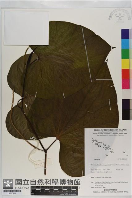 登錄號:S200969藏品圖，第1張