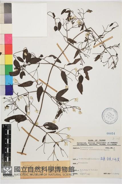 威靈仙藏品圖，第1張