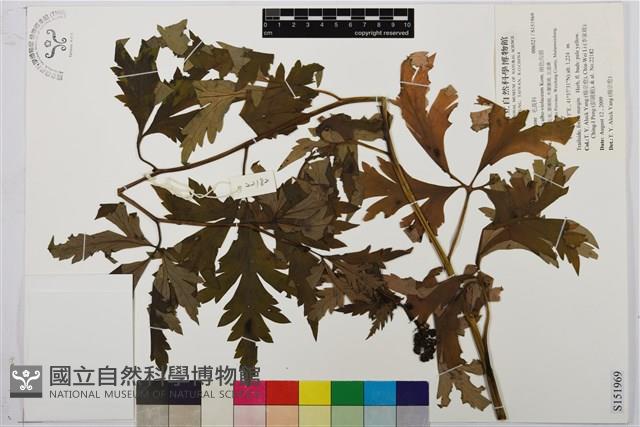 兩色烏頭藏品圖，第1張