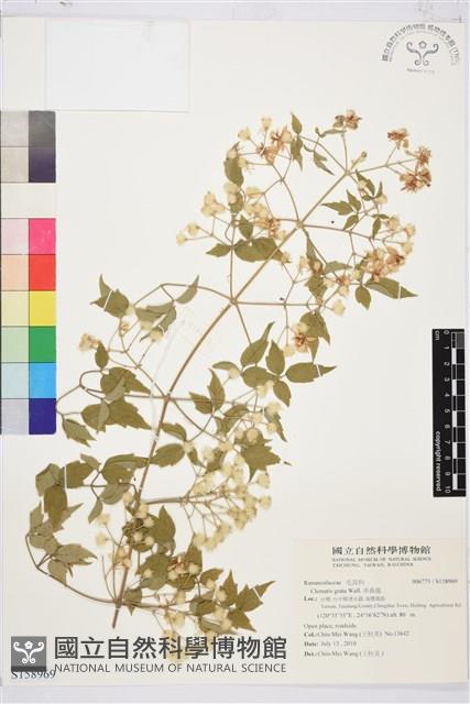 串鼻龍藏品圖，第1張